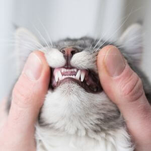 Pet Comprehensive Dentistry