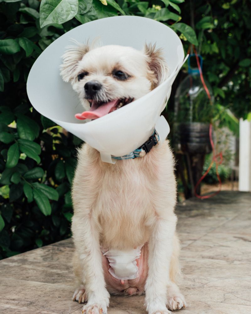 a dog with a plastic cone around its neck