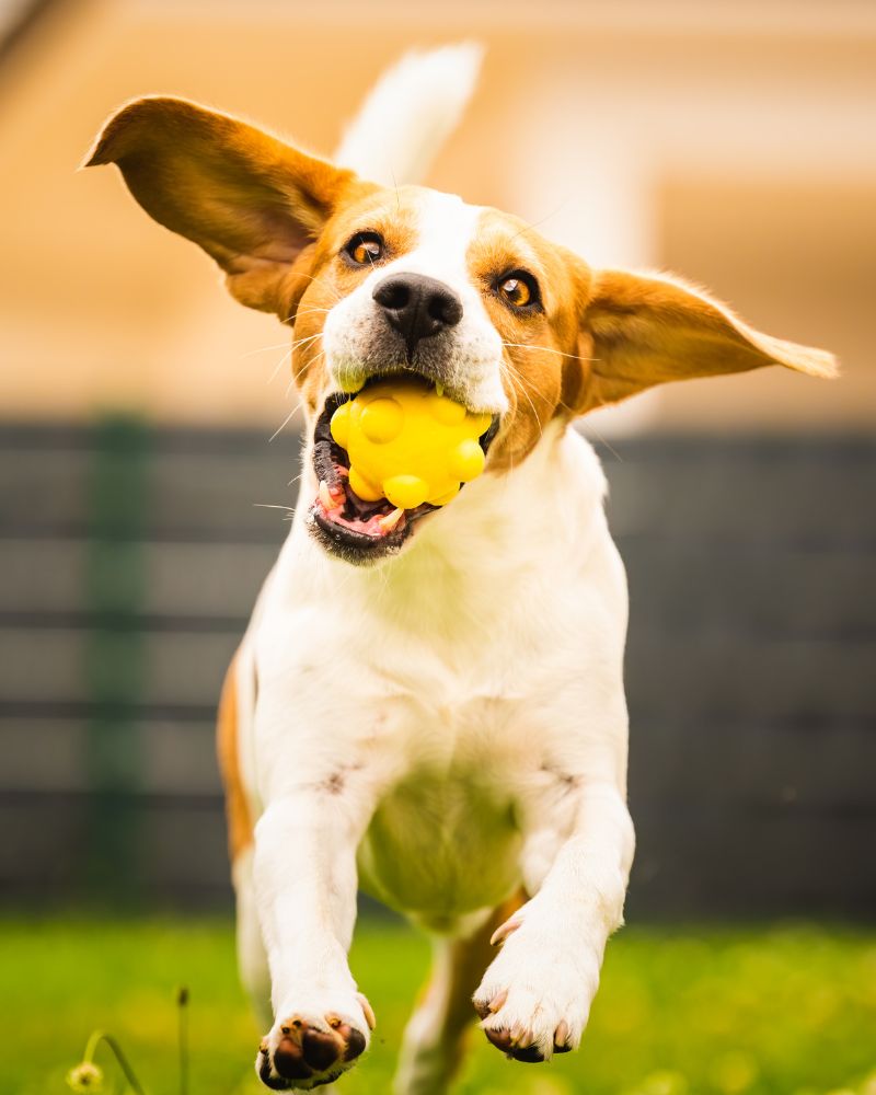 a dog running with a yellow ball in its mouth